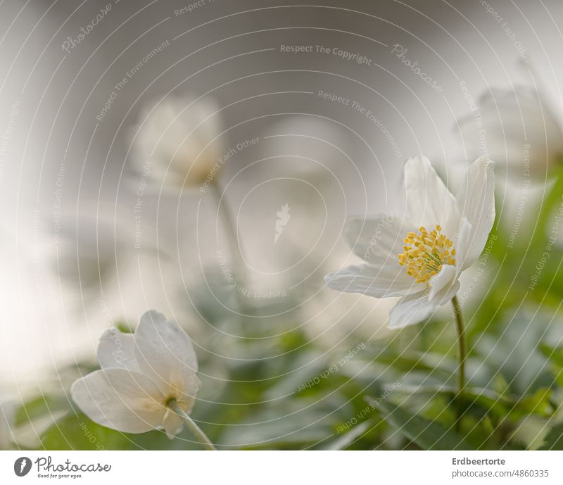 A little bit of spring... Meadow Flower Nature Green Garden Exterior shot Environment Plant Colour photo Blossom Close-up Shallow depth of field Delicate pretty