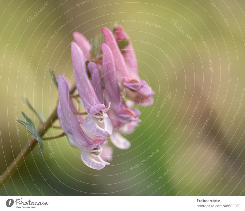 A little bit of spring... Meadow Flower Nature Green Garden Exterior shot Environment Plant Colour photo Blossom Close-up Shallow depth of field Delicate pretty