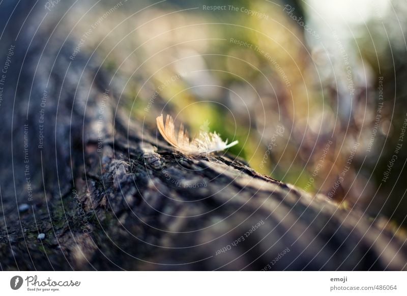 nib Branch Tree Tree trunk Tree bark Feather Surface Natural Soft Colour photo Exterior shot Close-up Deserted Day Shallow depth of field