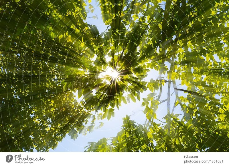 Sun shines through tree crowns sun rays beam leaves summer boughs light forest sunray spring sunny scattered light treetops effect natural back-light botany