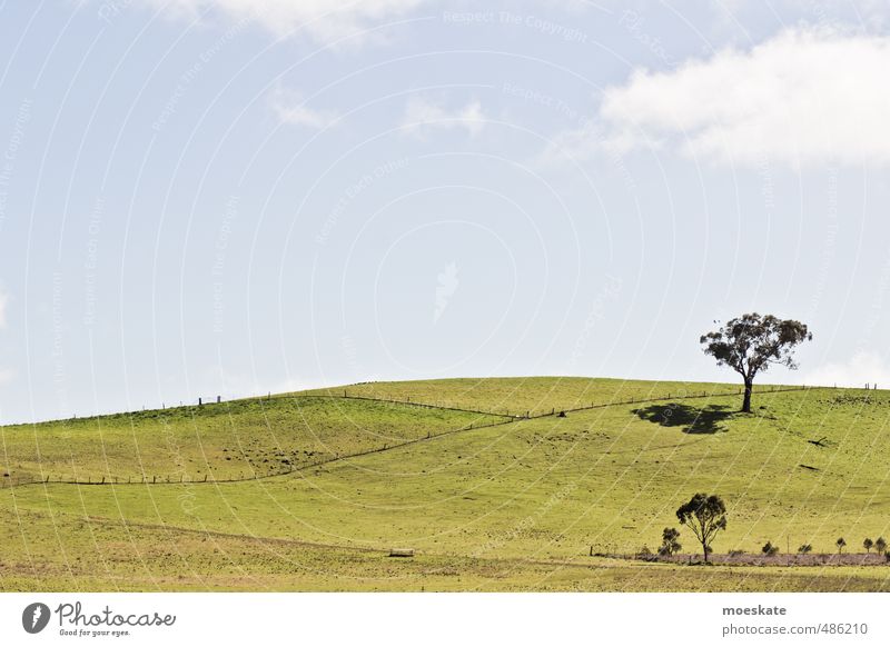 Wallpaper? Landscape Plant Sky Clouds Tree Grass Meadow Field Hill Bright Australia Green Light blue Colour photo Subdued colour Exterior shot Deserted