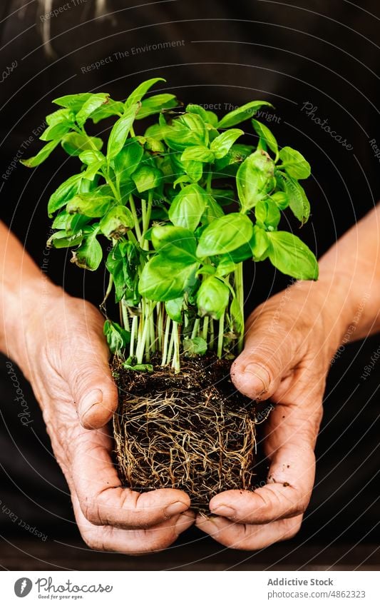 Unrecognizable person holding green plant with roots transplant basil gardener cultivate horticulture care grow botanic room flora floral vegetate natural fresh