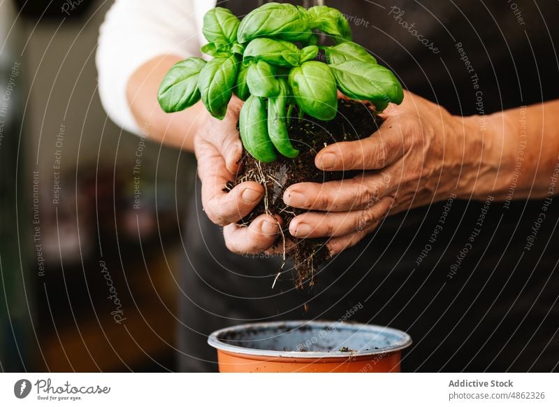 Unrecognizable person holding green plant with roots transplant basil gardener cultivate horticulture care grow botanic room flora floral vegetate natural fresh