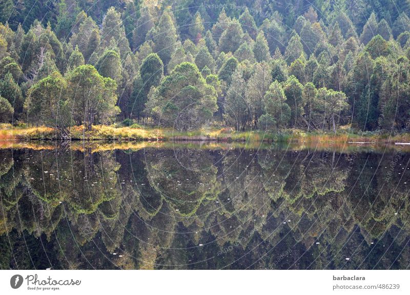 Reflections | Blindensee Landscape Earth Water Autumn Tree Forest Lakeside blind lake Dark Fresh Many Wild Green Moody Calm Loneliness Esthetic Relaxation