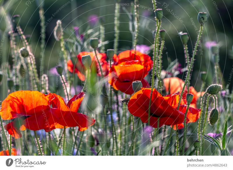 poppy Poppy blossom poppy flower Nature Fragrance Blossom Meadow Leaf luminescent blurriness poppies Beautiful weather grasses Field Colour photo Splendid