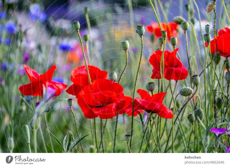 red like the (poppy)love Deserted Poppy Flower Plant Green Contrast Nature Blossom poppies Blossom leave Pollen blossom beautifully Spring Summer Splendid