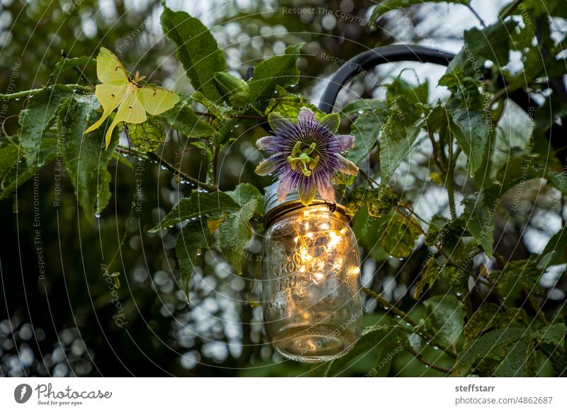 Luna Moth perches on the vine of a purple passionflower called Passiflora incarnate Luna moth moon moth Actias luna green butterfly wings Purple passionflower