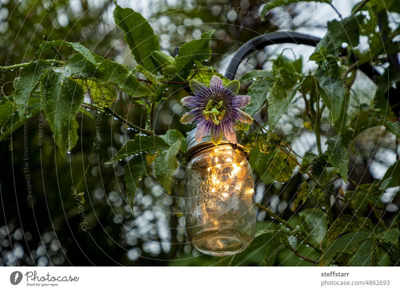 Purple passionflower called Passiflora incarnate blooms on a post with a fairy garden mason jar purple flower maypop wild passion vine true passionflower