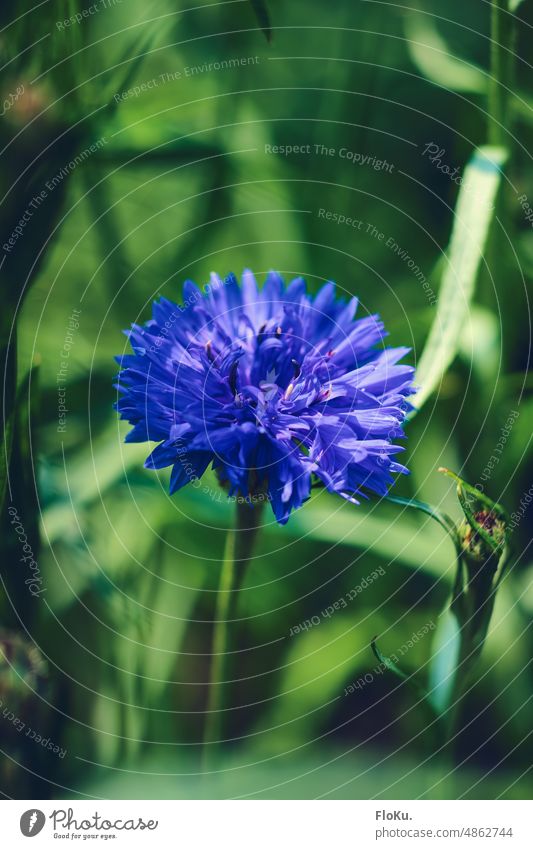 Close up of blue cornflower Cornflower Blue Close-up Plant Flower Summer Nature Exterior shot Green Blossom Colour photo Field Meadow Deserted Environment