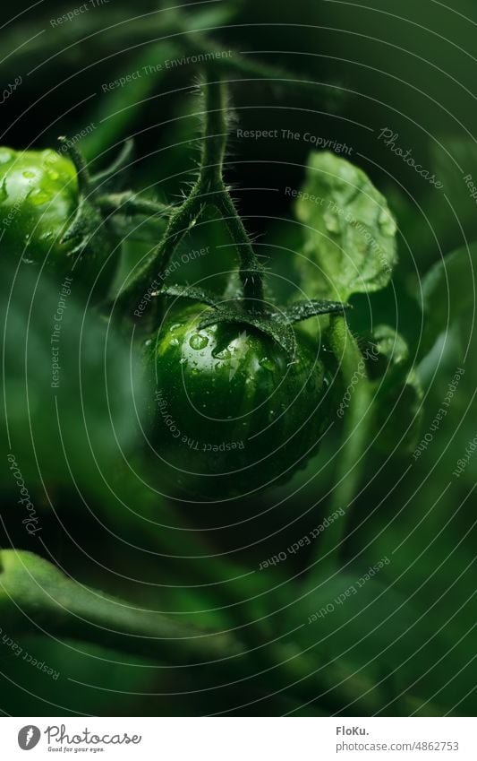 Unripe tomato after watering Tomato Green Immature Garden Greenhouse Nature food Nutrition self-catering Self-supply Vegetable Food Organic produce Fresh