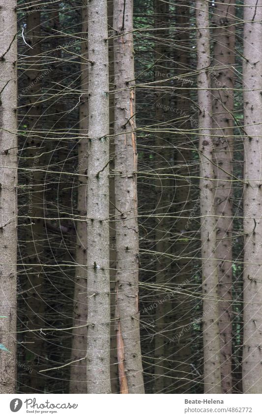 Dead trees in the Black Forest Forest death climate crisis Climate change Forestry Nature crisis Log Destruction pass away Tree trunk Coniferous trees