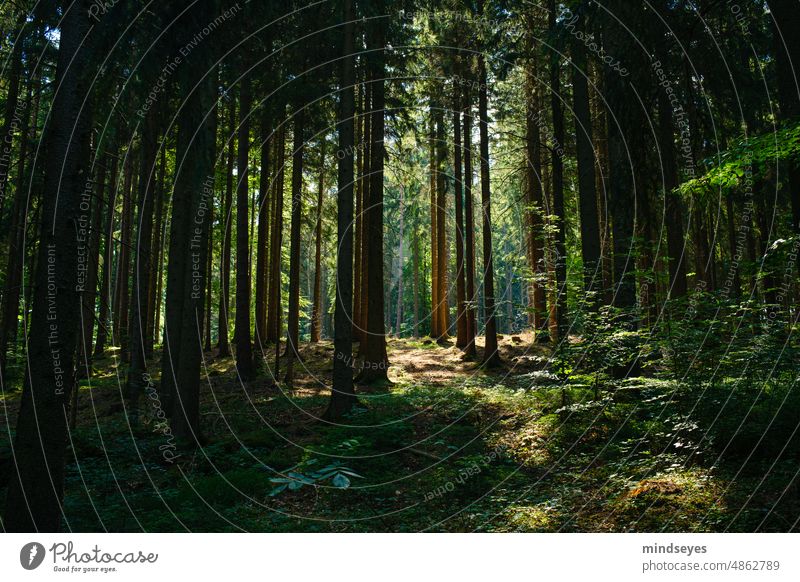 Sunlit forest Forest Nature naturally summer forest Fairy tale Dark Enchanted forest Environment trees tribes Landscape Light Deserted Exterior shot