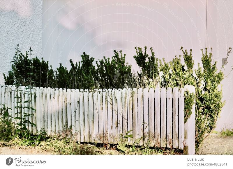 An old white picket fence is already becoming crooked. Behind it an unkempt hedge, from the other side stinging nettles and grasses are rampant. Fence