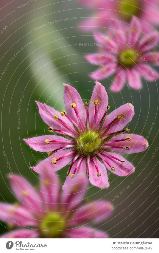 Flowers of Sempervivum arachnoideum from Carinthia Cobweb houseleek Blossom blossoms Pink Plant succulent Alpine crassulaceae thickleaf plants shrub enduring