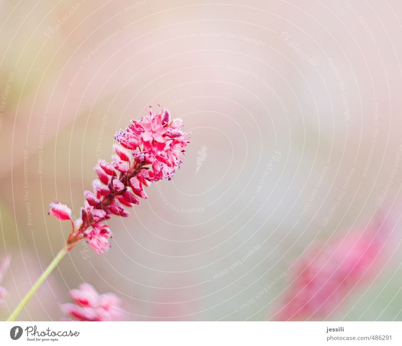 pink lavender Plant Drops of water Autumn Fog Flower Blossom Park Blossoming Illuminate Growth Happiness Beautiful Pink Honest Colour Inspiration Lavender Dew