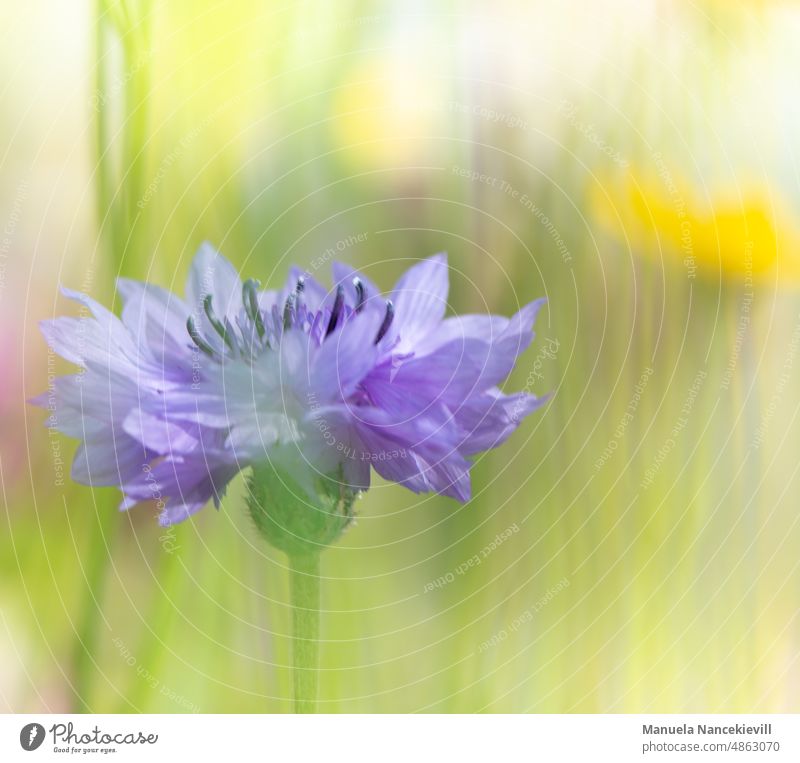 Delicate cornflower Cornflower cornflowers cornflower field cornflower meadow cornflower blossom Nature Summer naturally Plant Flower Colour photo Blue