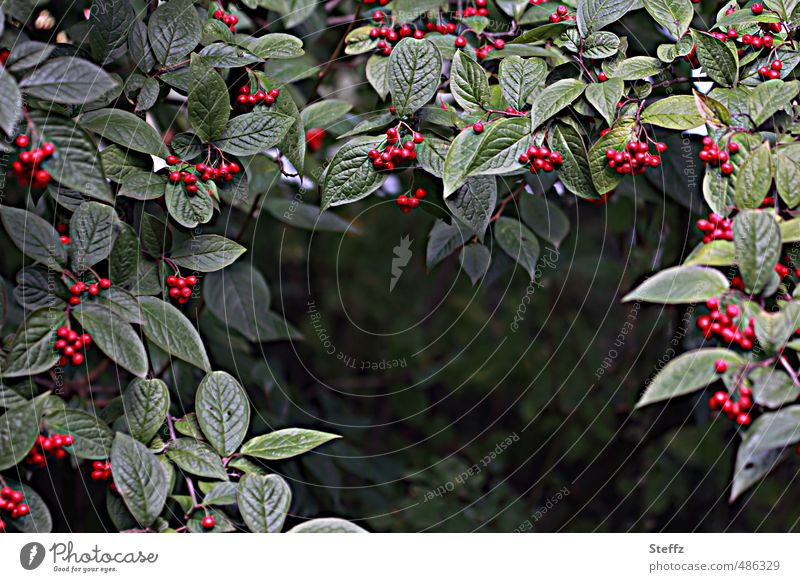 Berry curtain in September red berries Berries dark green leaves Berry bushes Wild plant Green Red Drape Dark green Frame ornamental Early fall frame framed Set