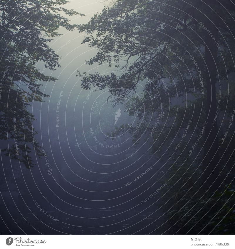 Visible Foggy Nature Plant Water Autumn Tree Park Forest Relaxation Creepy Blue Green Sadness Grief Loneliness Dreary Dark Subdued colour Exterior shot Deserted