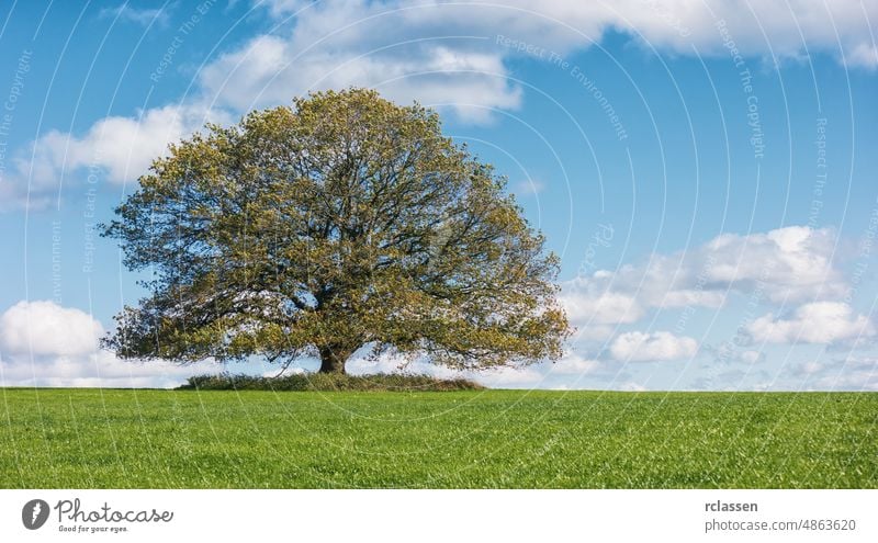 autumn landscape with lonely oak tree growth earth blue park cloud field environment sky leaf fresh grass scenery green beautiful summer old cloudy view wood