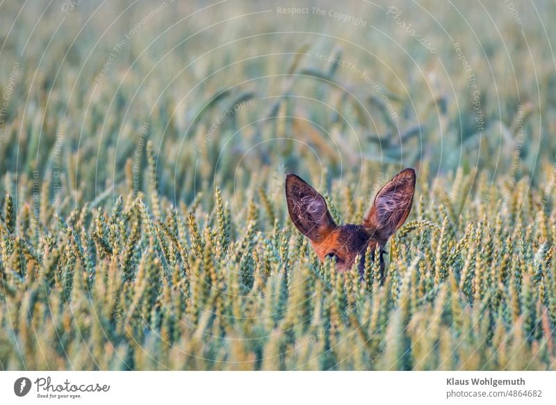 doe grazing in wheat field, only ears looking out Roe deer Female deer Wheatfield Wheat ear Field acre Hunting Eavesdropper Wild animal wildlife äsen Pelt