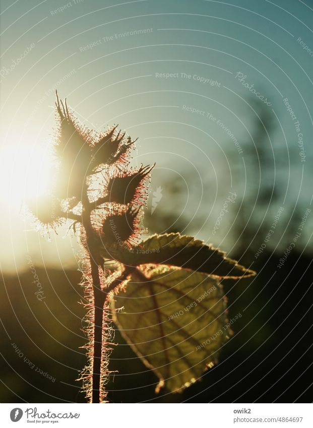 Hair to mountains Japanese grape berry youthful Plant Nature Spring naturally Blossom Close-up Garden Exterior shot Sky Sun Sunlight Sunset Back-light