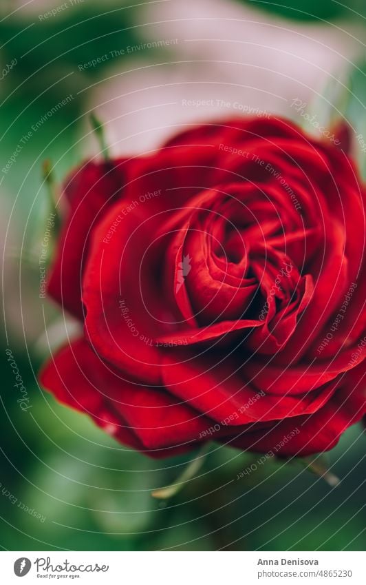 Macro shot of garden rose red summer roses petal red rose macro bud nature blossom bloom green leaf flora romantic floral romance outdoor branch bush season