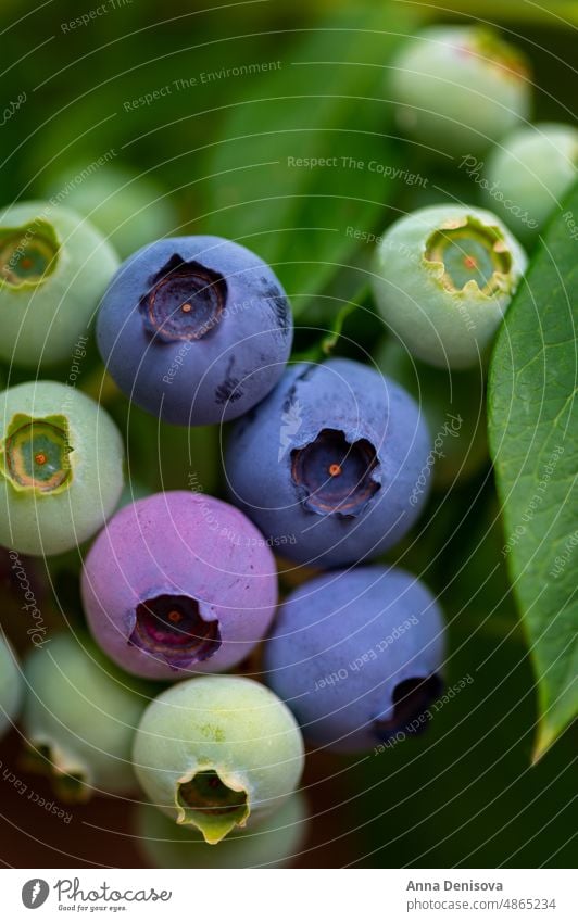 Fresh organic blueberries in garden blueberry green fresh fruit bush nature plant ripe food summer harvest shrub branch gardening natural growth blueberry bush