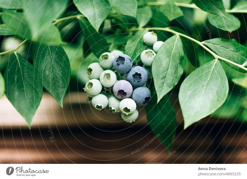 Fresh organic blueberries in garden blueberry green fresh fruit bush nature plant ripe food summer harvest shrub branch gardening natural growth blueberry bush