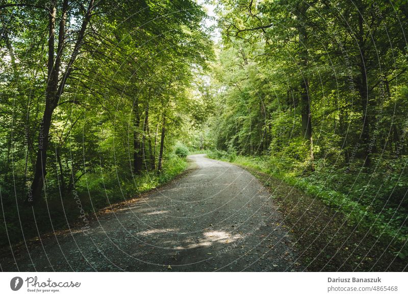 A dirt road through a moody forest tree nature wood footpath leaf outdoor landscape woodland dark environment mystery no people green way foliage sunlight