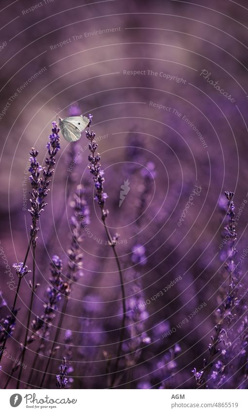 cabbage butterfly feeding in a lavender field Fauna Flora Lepidoptera animal animals background beautiful beauty black blossom brassicae butterflies