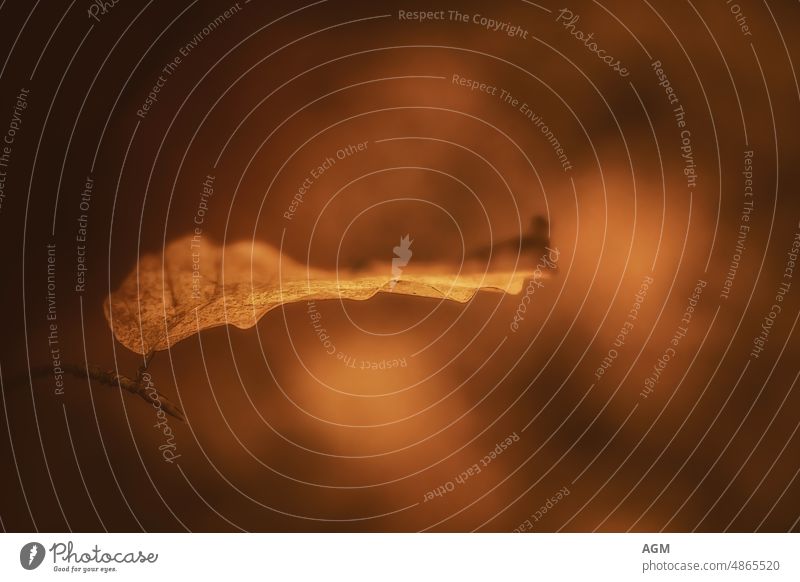 single beech leaf in golden light of october wabi-sabi silent Plant Photography pass Outdoors Ochre natural background Nature naturally macro Leaf Growth Faded