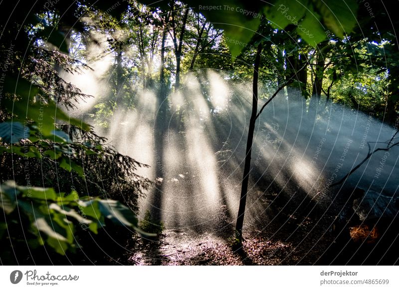 Backlight shot at sunrise and artificial rain/irrigation. This is the climate crisis! VI Tourism Back-light Sunrise To go for a walk Tree Acceptance