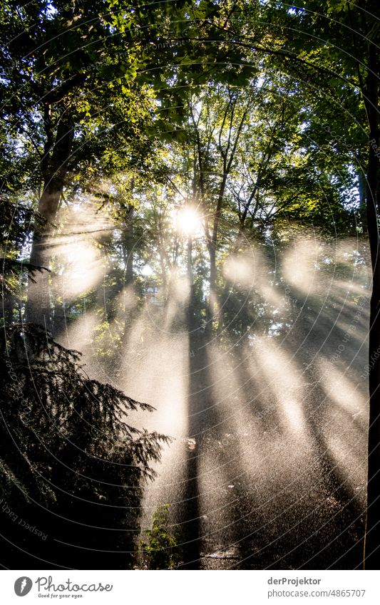 Backlight shot at sunrise and artificial rain/irrigation. This is the climate crisis! XIII Tourism Back-light Sunrise To go for a walk Tree Acceptance