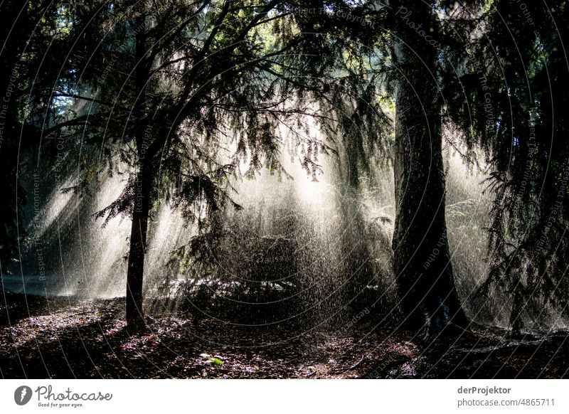 Backlight shot at sunrise and artificial rain/irrigation. This is the climate crisis! XII Tourism Back-light Sunrise To go for a walk Tree Acceptance