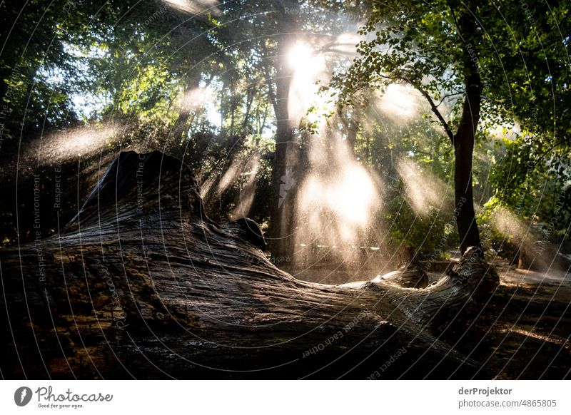 Backlight shot at sunrise and artificial rain/irrigation. This is the climate crisis! VIII Tourism Back-light Sunrise To go for a walk Tree Acceptance