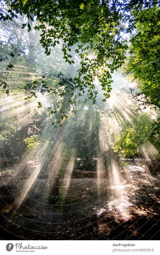 Backlight shot at sunrise and artificial rain/irrigation. This is the climate crisis! I Tourism Back-light Sunrise To go for a walk Tree Acceptance