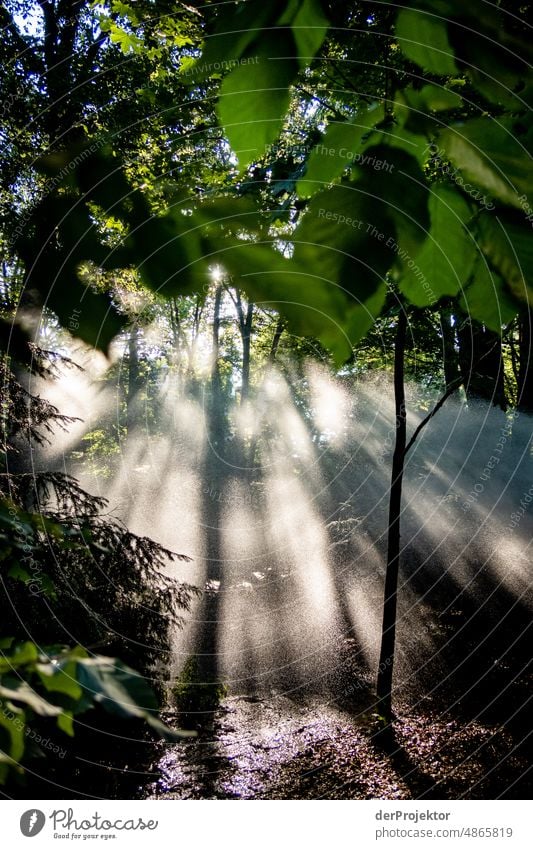 Backlight shot at sunrise and artificial rain/irrigation. This is the climate crisis! II Tourism Back-light Sunrise To go for a walk Tree Acceptance