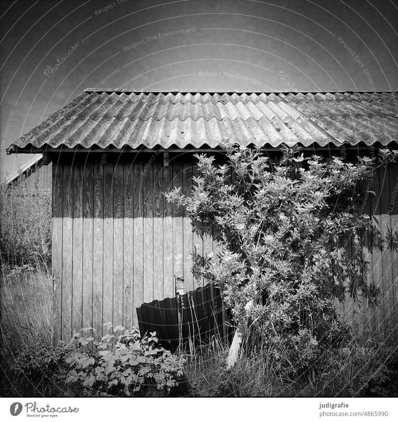 Cottage at the harbor Hut cot Roof Corrugated iron roof Corrugated sheet iron Tree shrub Wooden hut Wooden wall House (Residential Structure) Wooden house lines