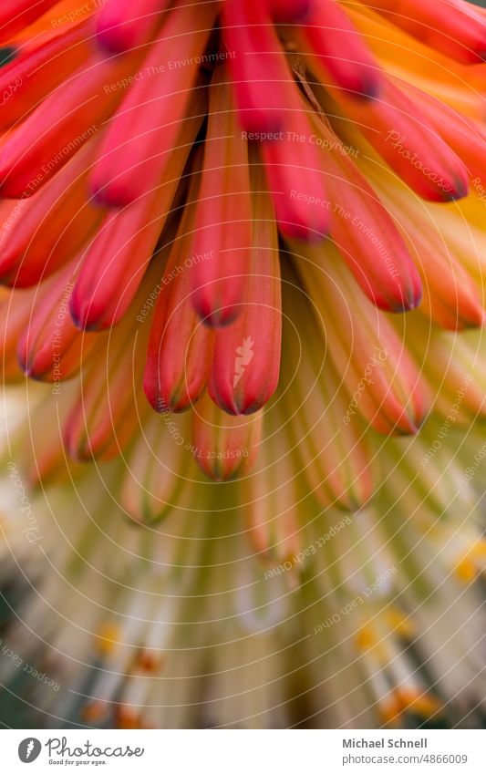 Torch lily (Kniphofia), also called rocket flower torchlight lie Rocket Flower Orange Orange-red colored variegated Garden garden flowers Yellow Red Green