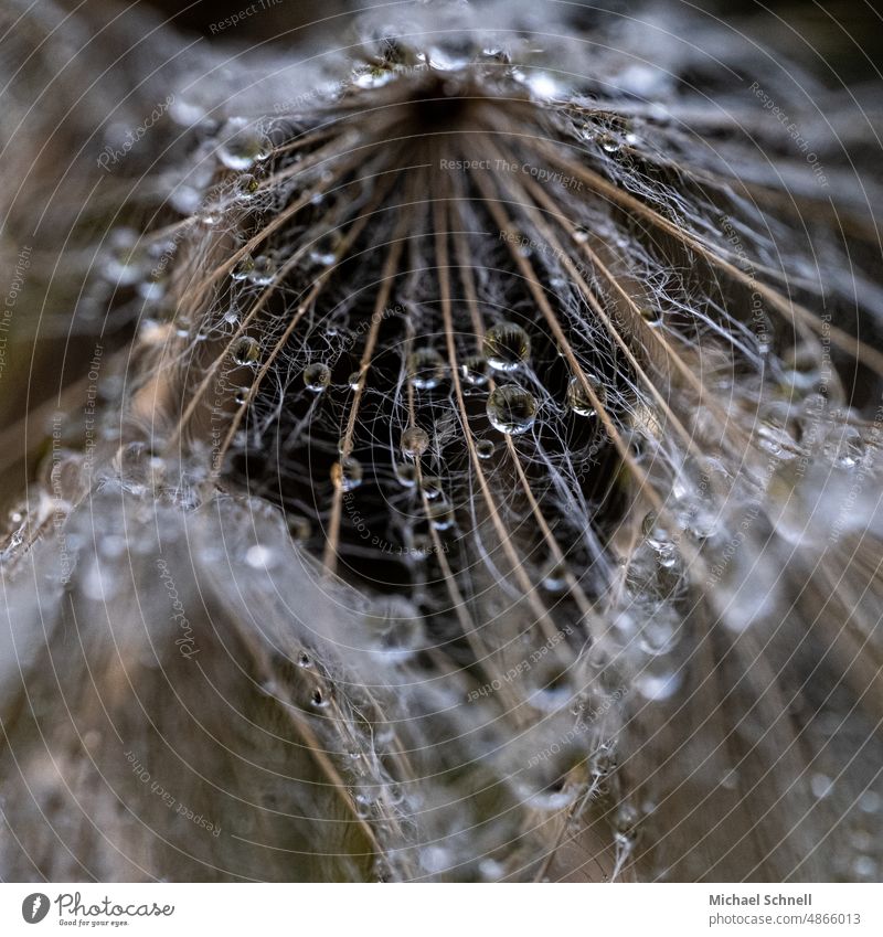 Dew drops on a dandelion umbrella dew drops tautropepfe dewdrop macro Dandelion dandelion seed achenes paraglider Paraglider Easy Ease Delicate Wet Rain Drop