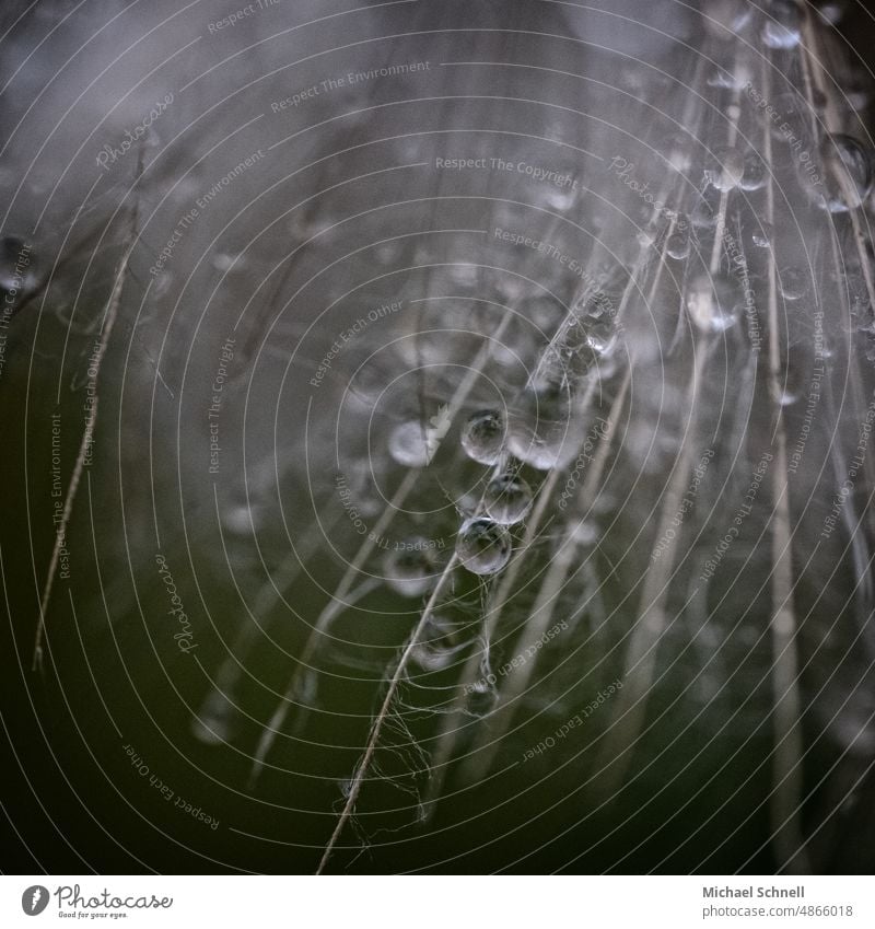 Dew drops on a dandelion umbrella dew drops tautropepfe dewdrop macro Dandelion dandelion seed achenes paraglider Paraglider Easy Ease Delicate Wet Rain Drop