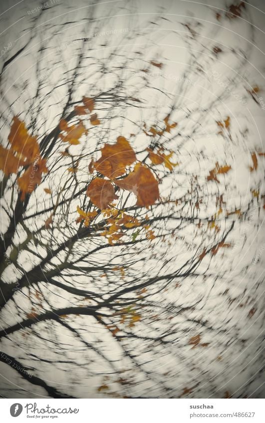 soon it will be time again ... Art Autumn Tree Leaf Wood Dark Orange Dynamics Rotate Political movements Colour photo Subdued colour Exterior shot Experimental