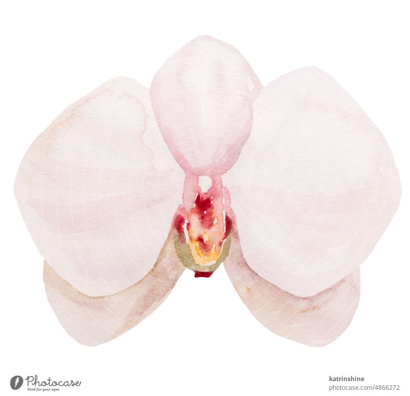 Hand painted light pink watercolor tropical orchid flower, isolated element illustration Botanical Decoration Exotic Hand drawn Isolated Ornament Set Summer