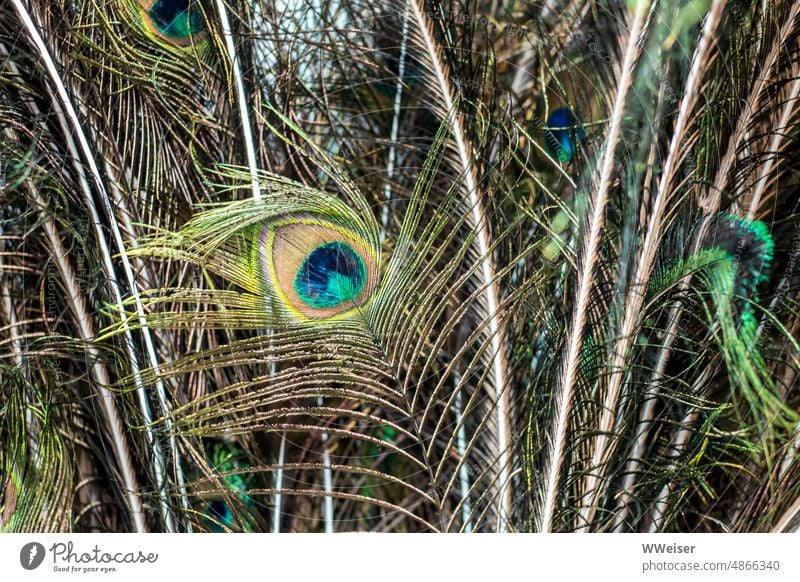 Many peacock feathers stuck together in a vase and somewhat tattered Peacock feather Bird luxury Pattern colors Old unembellished detail Glimmer precious