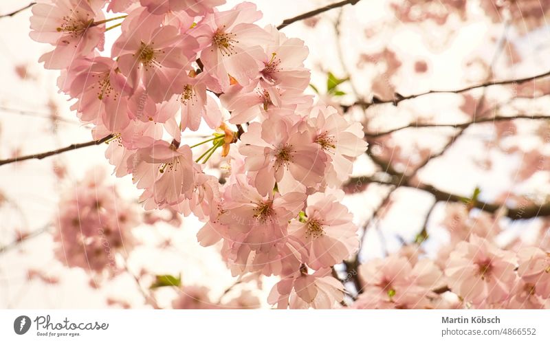 Cherry blossoms in the britzer garden in Berlin. In spring these beautiful looking tree season japanese cherry tree nature cherry blossom pink flora flower