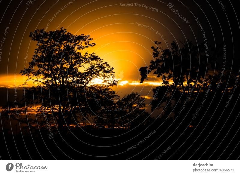 Sunrise behind the trees. Tree Nature Exterior shot Landscape Colour photo Deserted Environment Light (Natural Phenomenon) Contrast Calm Beautiful weather