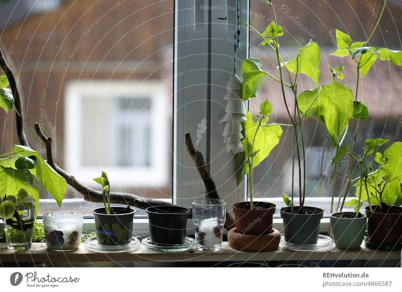 Beans on the windowsill Growth Window Window board Pot plant Green Flowerpot Plant Deserted Foliage plant Decoration Flat (apartment) Living or residing