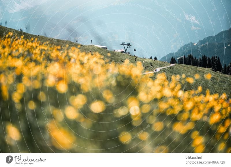 Flower meadow with mountain railroads in the background flowers Alps mountains Switzerland alp Gondola lift Summer Alpine summer mountain summer Landscape