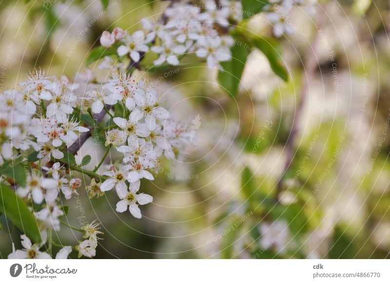 small white flowers | spring | white-green | it smells. Plant Blossom white small flowers White Green Spring blossom Blossoming daylight Close-up Botany petals