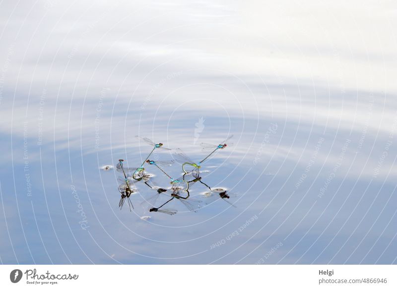 Dragonflies in tandem position with reflection in garden pond Damselfly Narrow-winged damselfly Mating Eiablage Tandem position Water Pond Garden pond Summer